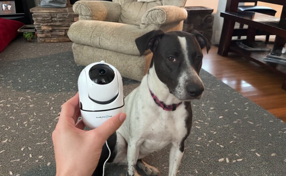 SeeMyPetCam